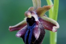 Ophrys mammosa